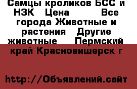 Самцы кроликов БСС и НЗК › Цена ­ 400 - Все города Животные и растения » Другие животные   . Пермский край,Красновишерск г.